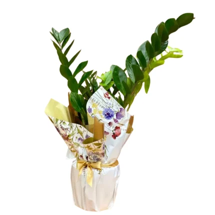 floricultura, zamioculca , plantada